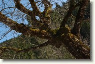 DSC_1081_Crop * Dziwne drzewa - Zakopane