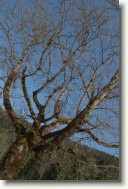 DSC_1083_Crop * Dziwne drzewa - Zakopane