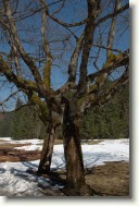 DSC_1087_Crop * Dziwne drzewa - Zakopane